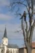 Prohlédnout lipa_2011_01_02_t1.jpg