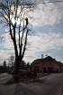 lipa_2011_01_01.jpg