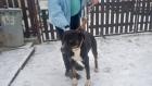 Otevřít album pitbull_20171219_01.jpg